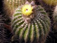 /album/fotogaleria-fotogaleria/notocactus-eremeticus-975-spisar-p5200010-jpg/